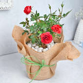 Buy Blooming Rose Plant Online