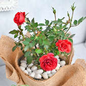 Blooming Rose Plant - Valentines Rose Gift
