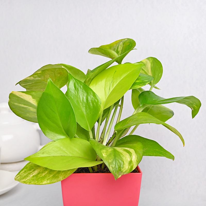 Buy Good Luck Plant Online