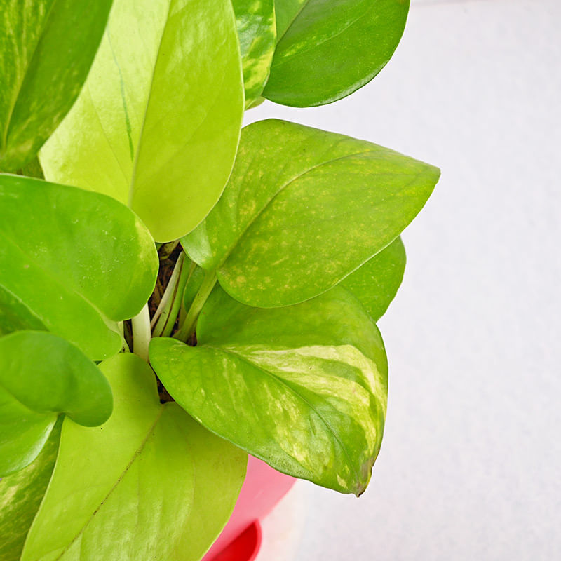 Good Luck Plant Online
