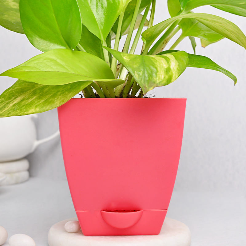 Shop Good Luck Plant