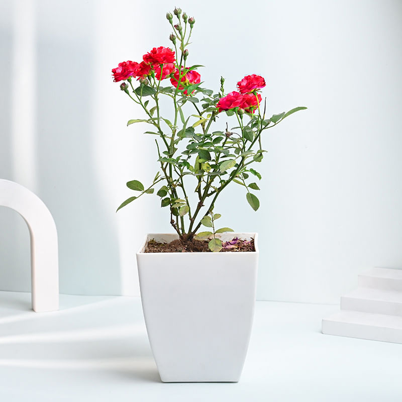 Blossoming Red Rose Plant