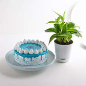 Blue Bliss Chocolate Cake With Money Plant