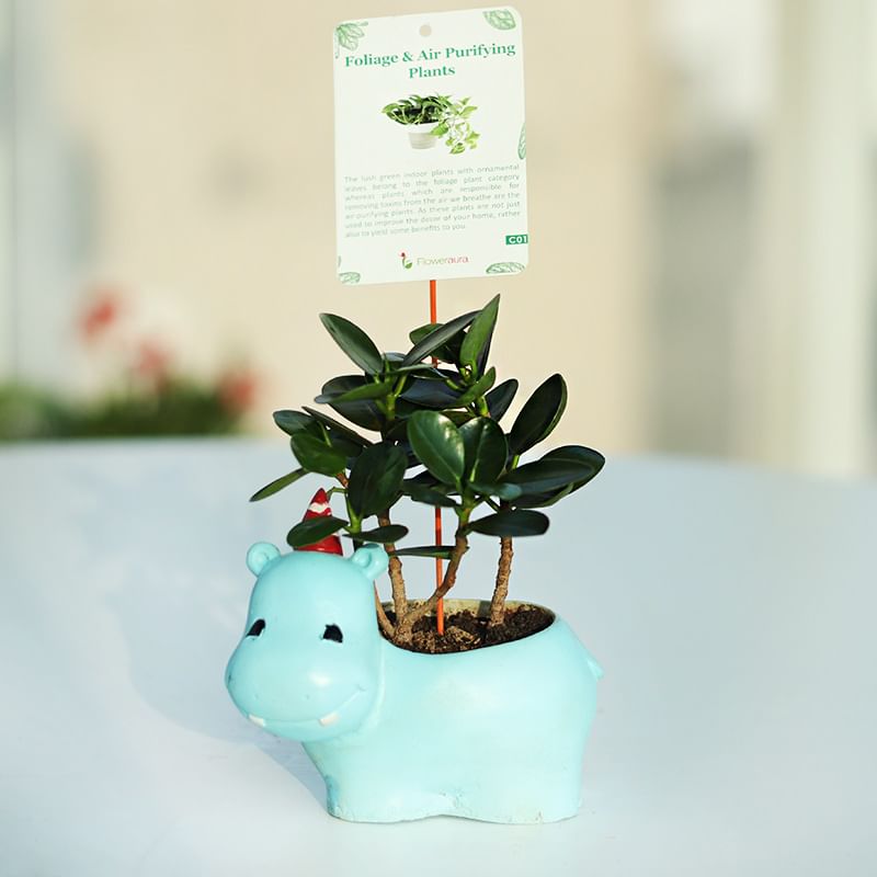 Blue Hippo Ficus