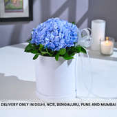 Blue Hydrangea's Soft Embrace