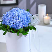 Blue Hydrangea's Soft Embrace