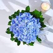 Blue Hydrangea's Soft Embrace