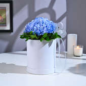 Blue Hydrangea's Soft Embrace