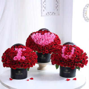 Blushing Confession of Scarlet Roses