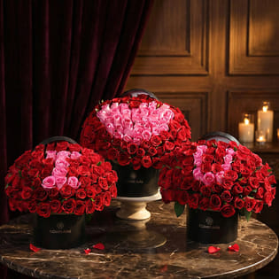 Blushing Confession of Scarlet Roses