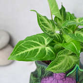 Buy Blushing Syngonium Plant With Stand Online