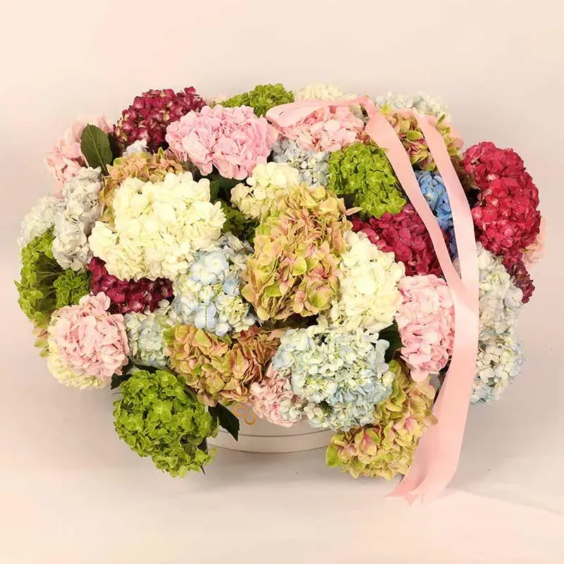 Symphony Of Hydrangea Hues