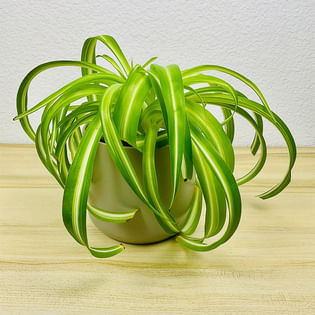 Bonnie Spider Plant In Green Pot
