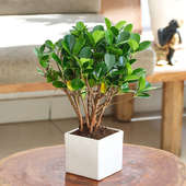 Buy Ficus Mccullum Bonsai Plant Online