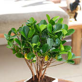 Send Ficus Mccullum Bonsai Plant Online