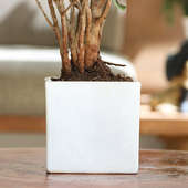Shop Ficus Mccullum Bonsai Plant Online