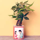 Pachira Bonsai Plant in Personalised Vase for Dad