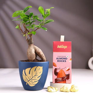 Bonsai In Terracotta Pot With Almond Rocks