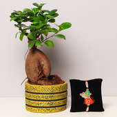 Bonsai Plant with Round Yellow Bonsai Tray and Fancy Rakhi