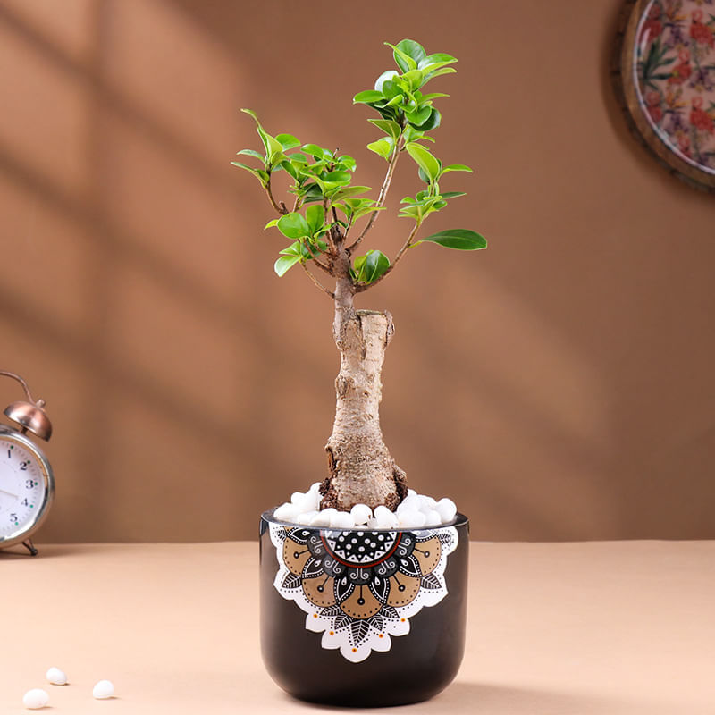 Bonsai Plant In Black Mandala Pot