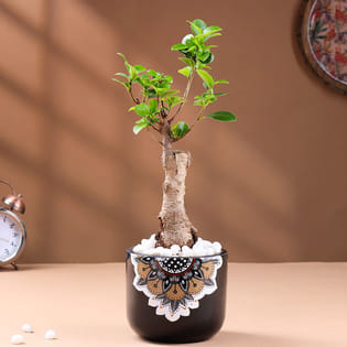 Bonsai Plant In Black Mandala Pot