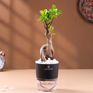 Bonsai Plant In Black Self Watering Pot