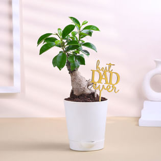 Bonsai Plant In Plastic Taper Pot For Dad