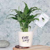Boss Day Peace Lily Plant