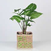 Boss Day Special Fruticosa