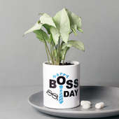 Boss Special Syngonium Plant