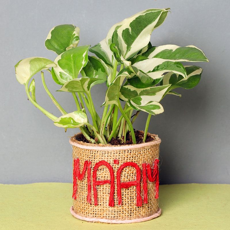Dracaena Plant for Female Boss