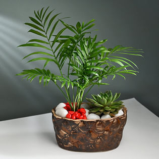 Botanical Duo Of Chemonderia And Echeveria