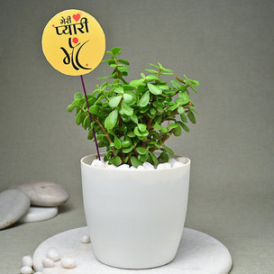 Bountiful Jade Plant N Vase