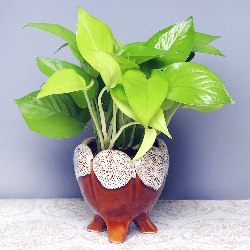 Bountiful Money Plant