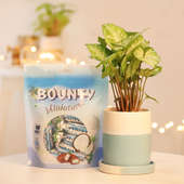 Syngonium Plant and Bounty Chocolate Combo