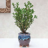 Boxwood Dwarf Plant|Designer Tripod Vase