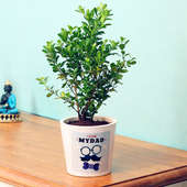 Boxwood Plant in White Vase for Dad