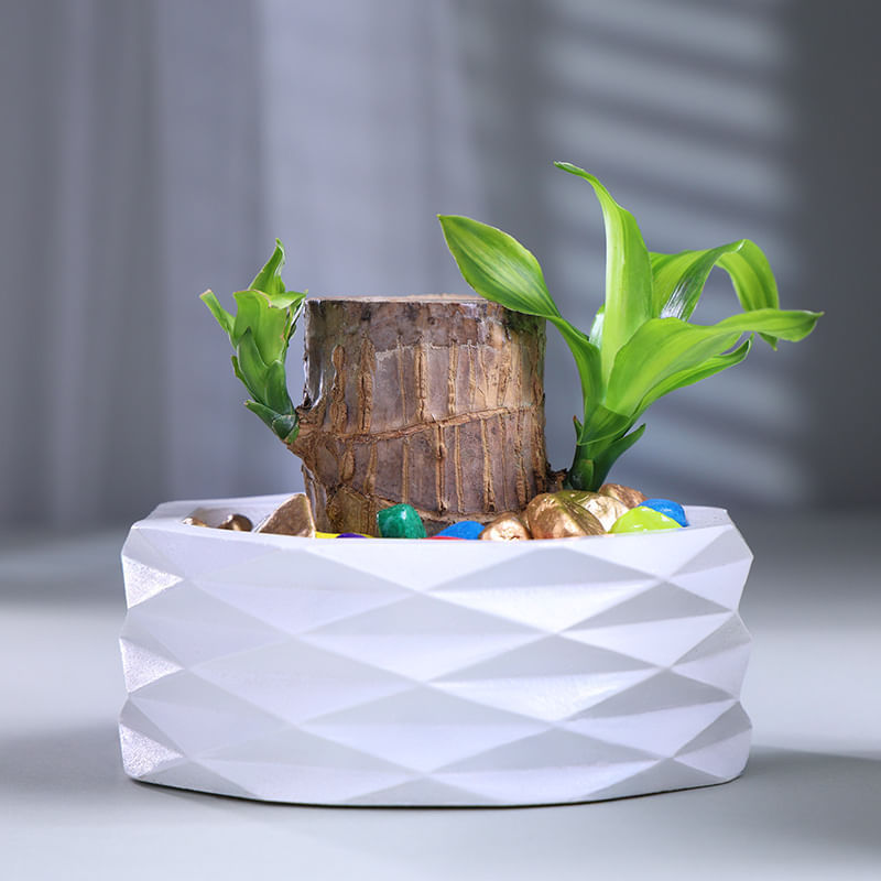 Brazalian Bamboo Plant In White Pot