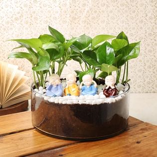 Buy Buddha Good Luck Money Plant Online