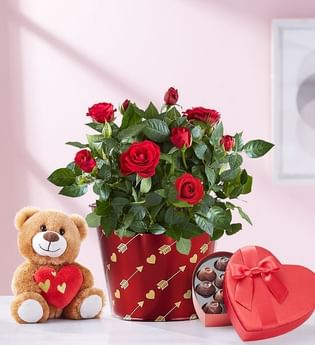 Bundle Of Love Rose Plant