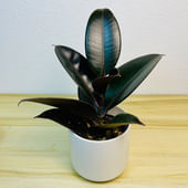Burgundy Ficus Elastica Plant in White Pot