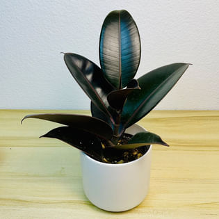 Burgundy Ficus Elastica Plant in White Pot