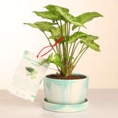 Syngonium Plant For Gifting