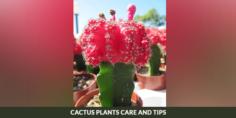 Cactus Plants Care and Tips