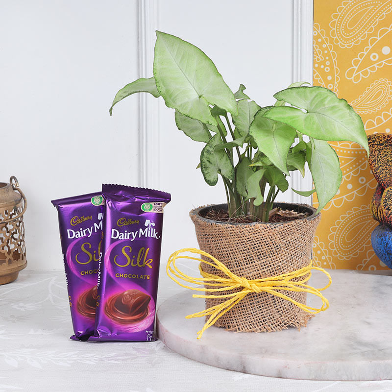 Cadbury Silk Syngonium Combo
