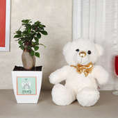 Ficus Microcarpa Plant Gift For Lovers