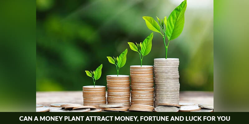 Can a Money Plant Attract Money, Fortune And Luck for You