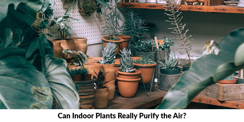 Can Indoor Plants Really Purify the Air?