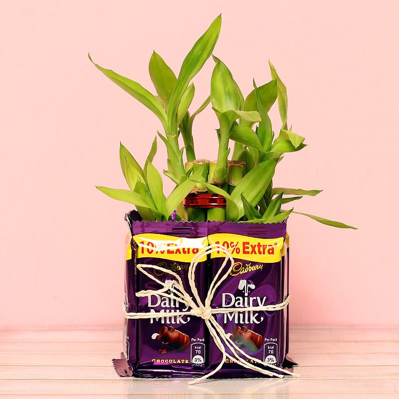 Two Layer Bamboo Surrounded by Eight Dairy Milks