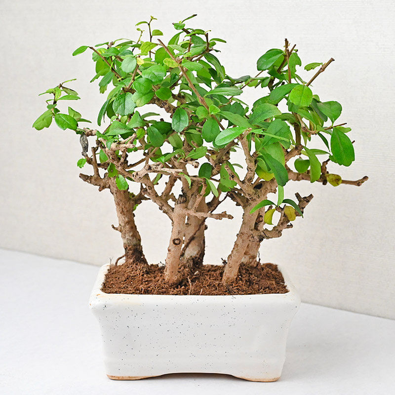 Carmona Jungle Bonsai